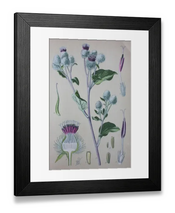 Framed Print : Greater burdock (Arctium lappa) Framed Print : Greater burdock (Arctium lappa)