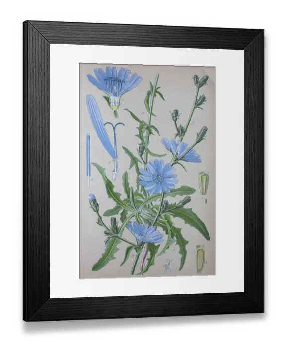 Framed Print : Common chicory (Cichorium intybus)