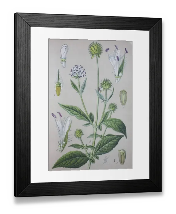 Framed Print : Wild teasel (Dipsacus fullonum) Framed Print : Wild teasel (Dipsacus fullonum)