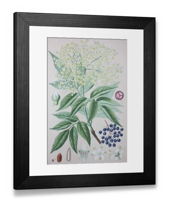 Framed Print : Elderberry (Sambucus nigra), historical illustration from 1885