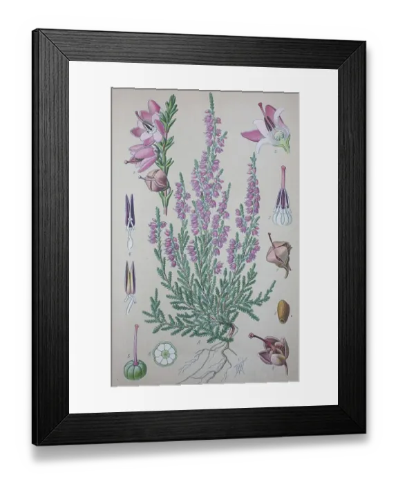 Framed Print : Common Heather (Calluna vulgaris)