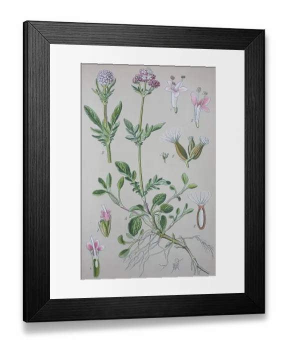 Framed Print : Valerian (Valeriana officinalis) Framed Print : Valerian (Valeriana officinalis)
