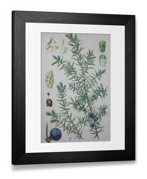 Framed Print : Common juniper (Juniperus communis)
