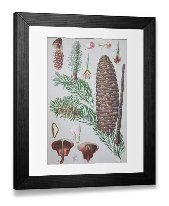 Framed Print : European silver fir (Abies alba) Framed Print : European silver fir (Abies alba)