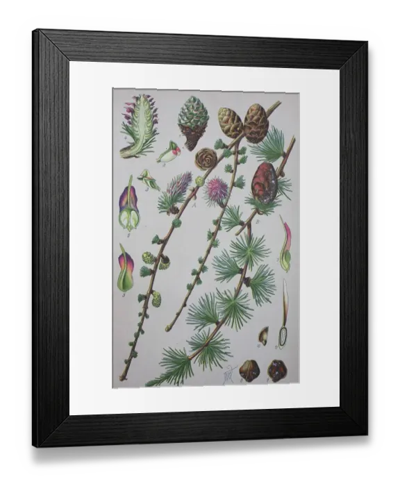 Framed Print : European larch (Larix decidua) Framed Print : European larch (Larix decidua)