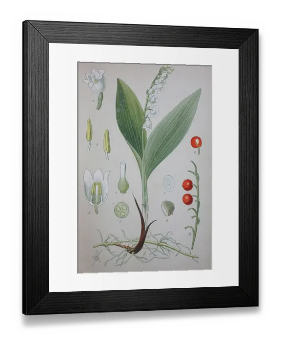 Framed Print : Lily of the valley (Convallaria majalis)