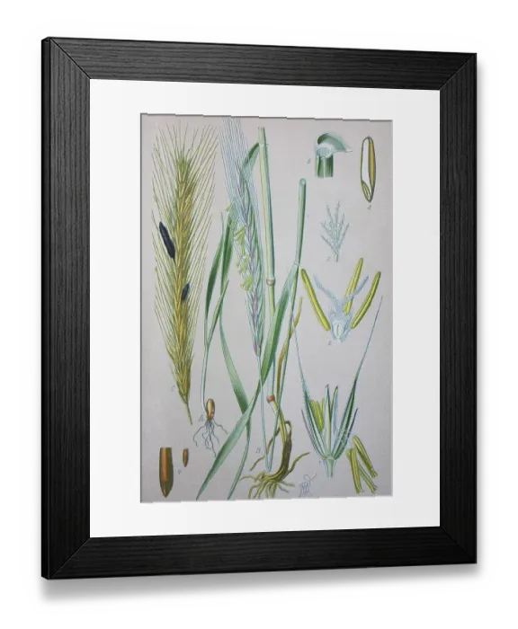 Framed Print : Rye (Secale cereale), historical illustration from 1885 Framed Print : Rye (Secale cereale), historical illustration from 1885