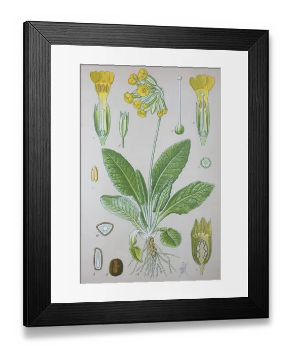 Framed Print : Common cowslip (Primula veris)