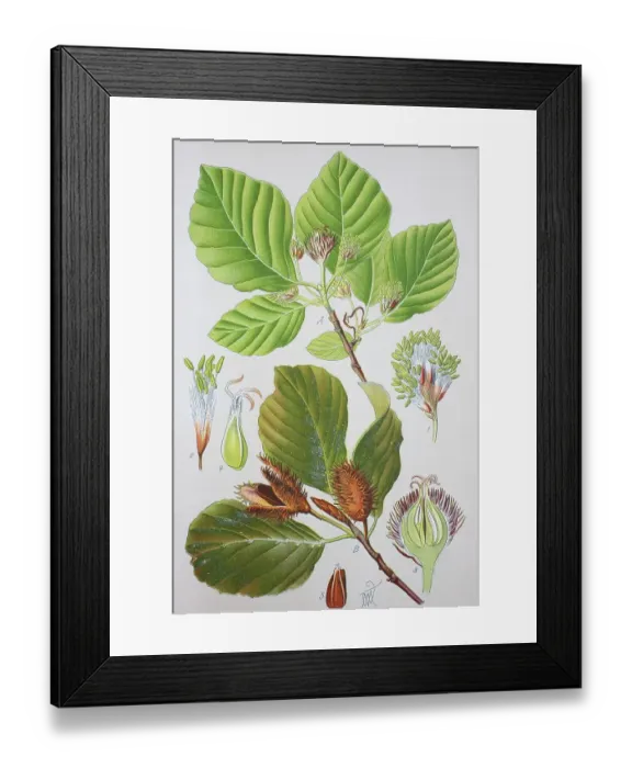 Framed Print : European beech (Fagus sylvatica)