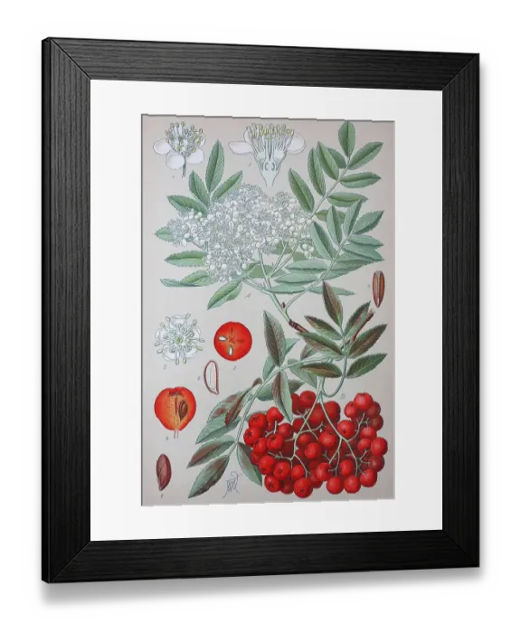 Framed Print : European rowan (Sorbus aucuparia)