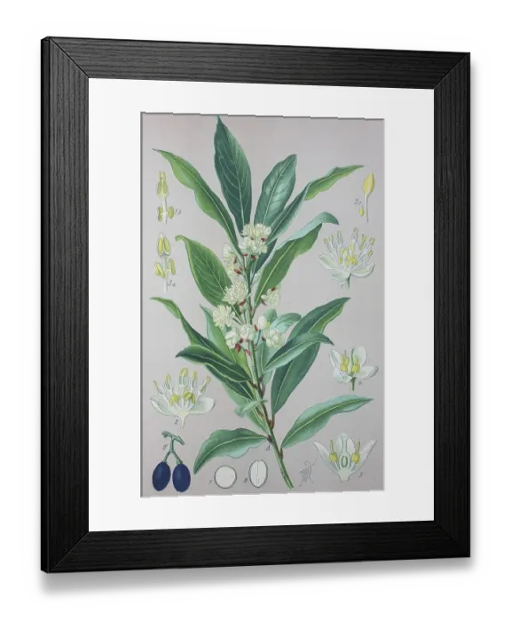 Framed Print : Laurel (Laurus nobilis), historical illustration from 1885