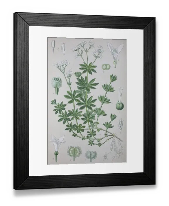 Framed Print : Sweetscented bedstraw (Galium odoratum)