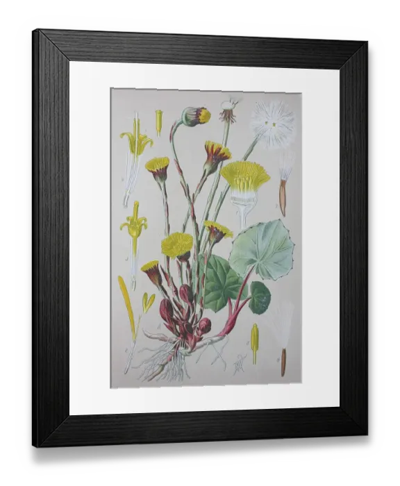 Framed Print : Coltsfoot (Tussilago farfara), historical illustration from 1885
