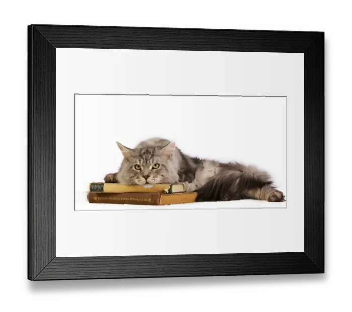Framed Print : Maine Coon cat lying on old books Framed Print : Maine Coon cat lying on old books