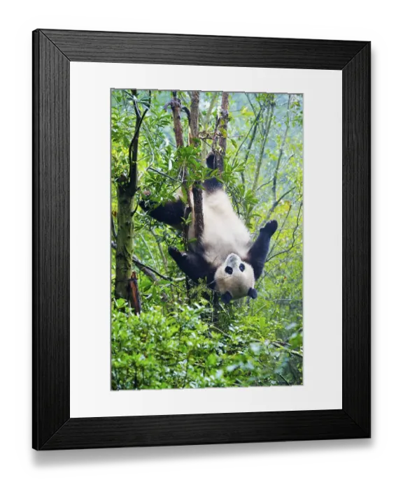Framed Print : Giant Panda (Ailuropoda melanoleuca) hanging in a tree
