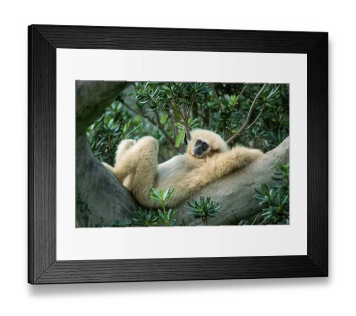 Framed Print : White-handed Gibbon (Hylobates lar), side