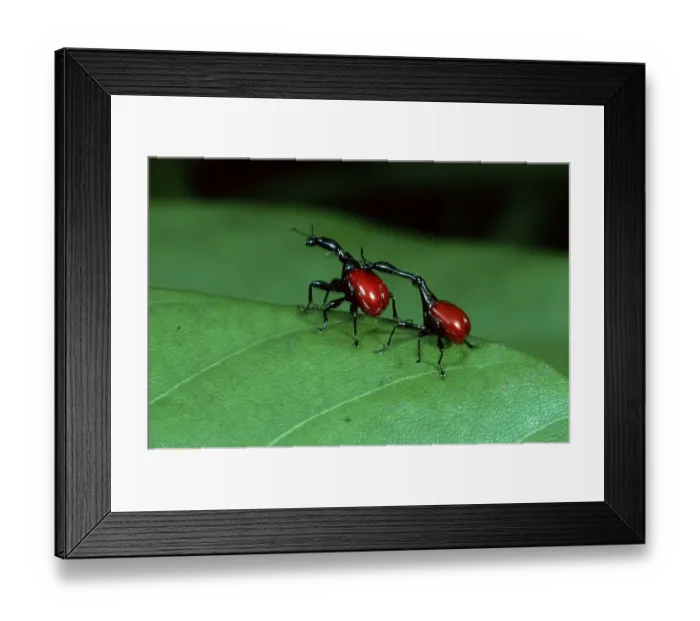 Framed Print : Giraffe weevil (Trachelophorus giraffa) Framed Print : Giraffe weevil (Trachelophorus giraffa)