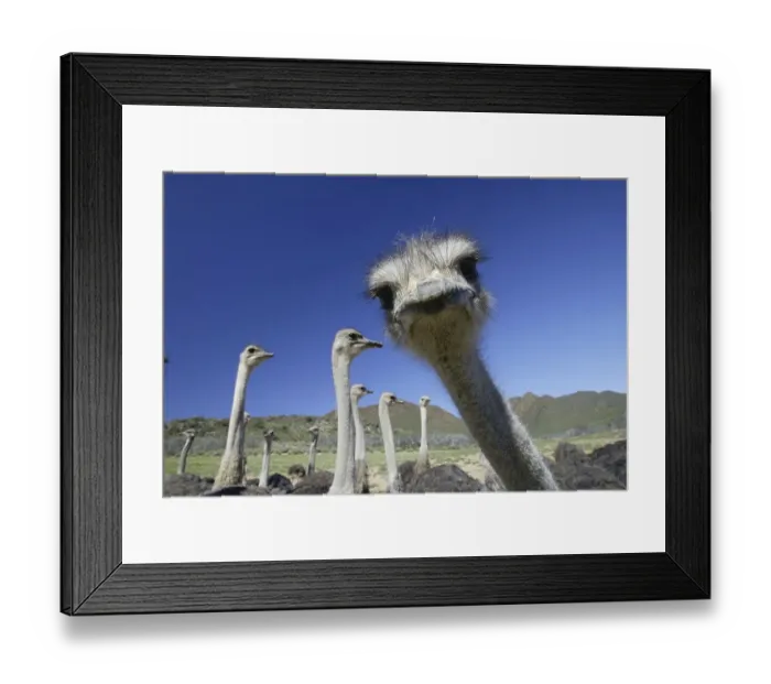 Framed Print : South african ostriches (Struthio camelus australis) Framed Print : South african ostriches (Struthio camelus australis)