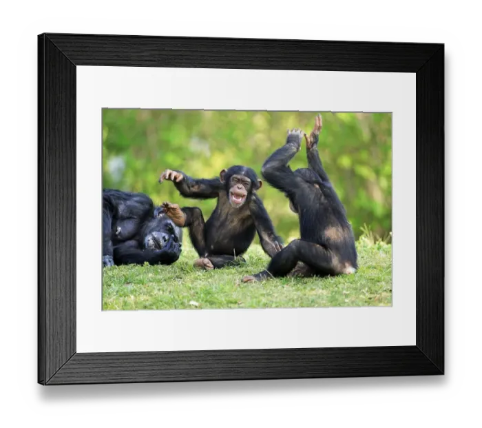 Framed Print : Common chimpanzee (Pan troglodytes) and young animals Framed Print : Common chimpanzee (Pan troglodytes) and young animals