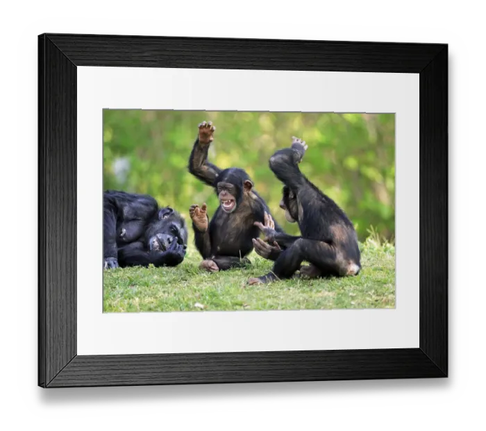 Framed Print : Chimpanzee, adult with young, common chimpanzee (Pan troglodytes)