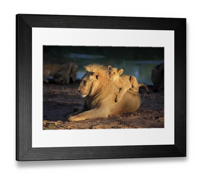 Framed Print : Lion (Panthera leo), young four months old with brother five years old by water Framed Print : Lion (Panthera leo), young four months old with brother five years old by water