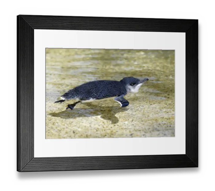 Framed Print : Little Penguin (Eudyptula minor)