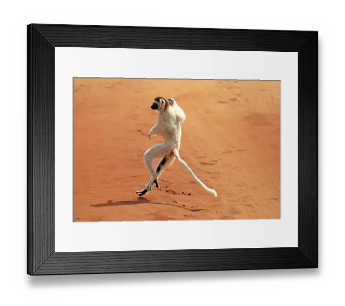 Framed Print : Verreaux's Sifaka (Propithecus verreauxi) Framed Print : Verreaux's Sifaka (Propithecus verreauxi)