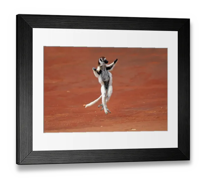 Framed Print : Verreaux's Sifaka (Propithecus verreauxi)
