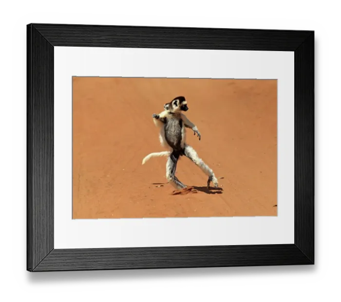 Framed Print : Verreaux's Sifaka (Propithecus verreauxi) Framed Print : Verreaux's Sifaka (Propithecus verreauxi)