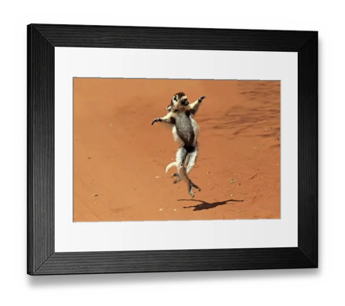 Framed Print : Verreaux's Sifaka (Propithecus verreauxi)