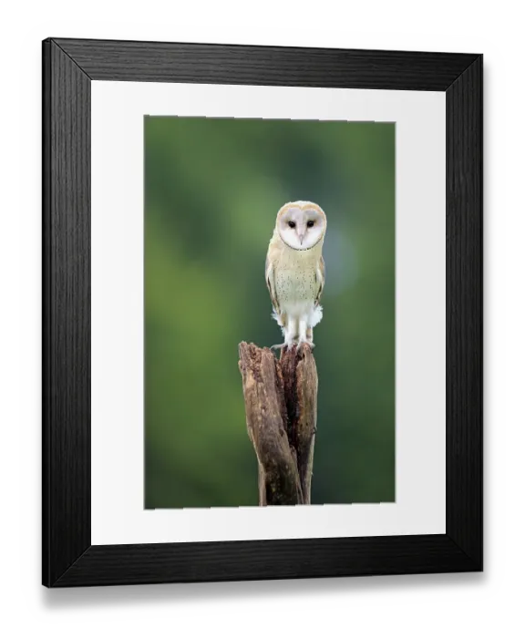 Framed Print : Barn Owl (Tyto alba), adult, perched