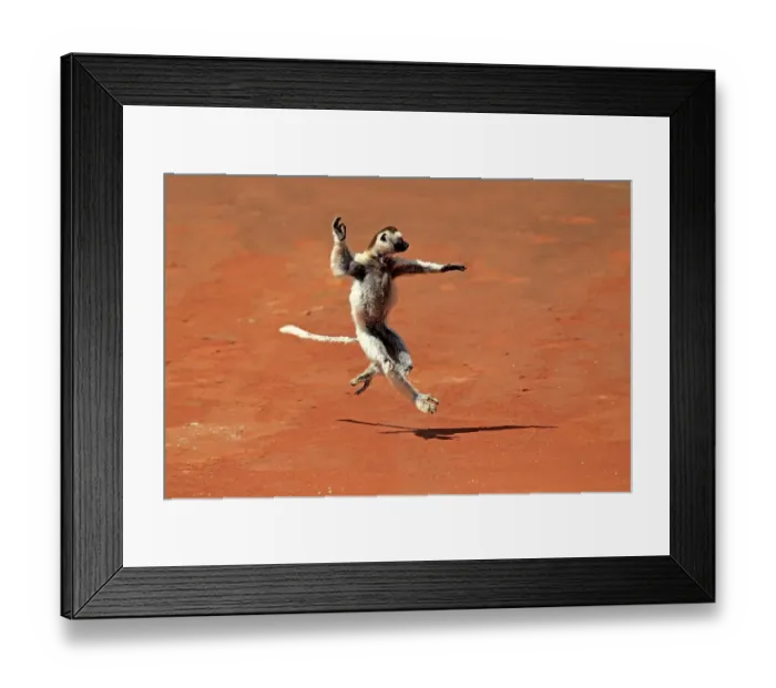 Framed Print : Verreaux's Sifaka (Propithecus verreauxi)
