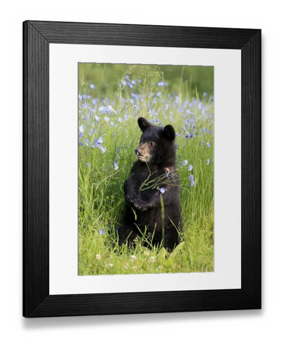 Framed Print : American Black Bear (Ursus americanus)