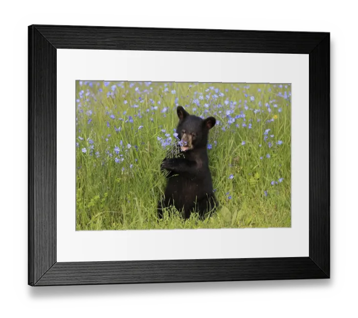 Framed Print : American Black Bear (Ursus americanus) Framed Print : American Black Bear (Ursus americanus)