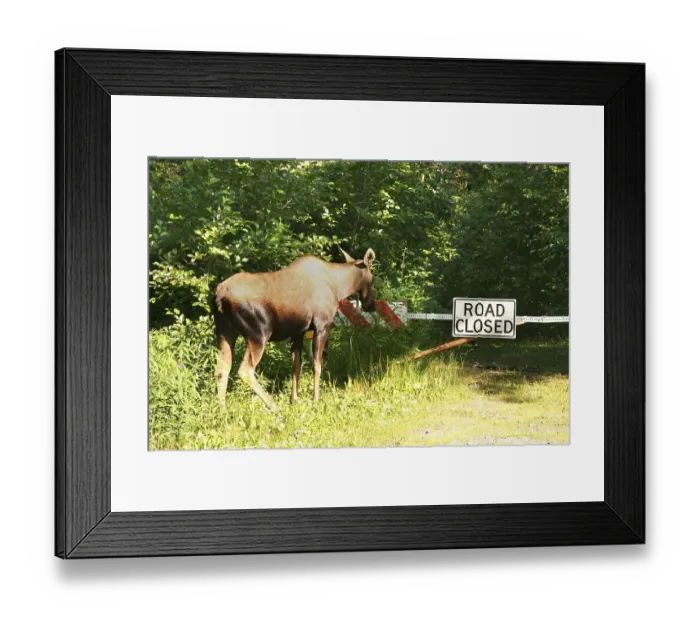 Framed Print : Cow Moose, Alces alces looking at a road closed traffic sign