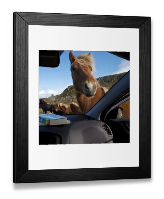Framed Print : Icelandic horse (Equus ferus caballus) looks curiously into the car