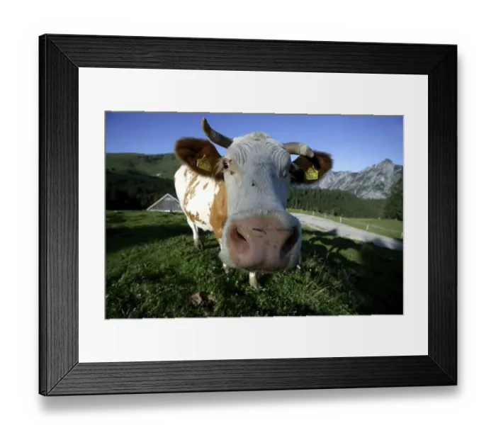 Framed Print : Cow on an alpine pasture, Dachsteinmassiv Framed Print : Cow on an alpine pasture, Dachsteinmassiv