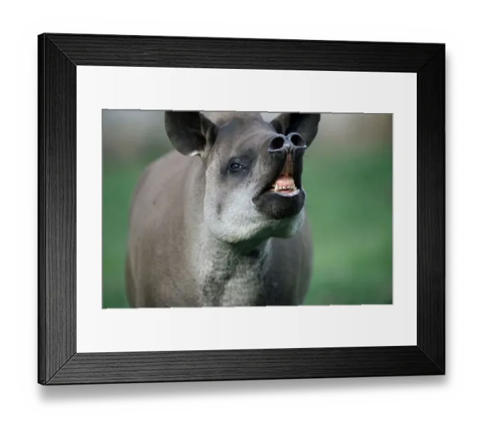 Framed Print : Lowland Tapir (Tapirus terrestris) Framed Print : Lowland Tapir (Tapirus terrestris)