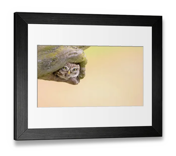 Framed Print : Little owl (Athene noctua) in breeding burrow Framed Print : Little owl (Athene noctua) in breeding burrow