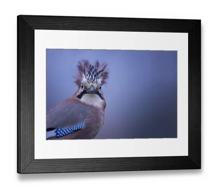 Framed Print : Eurasian jay (Garrulus glandarius) portrait of the head