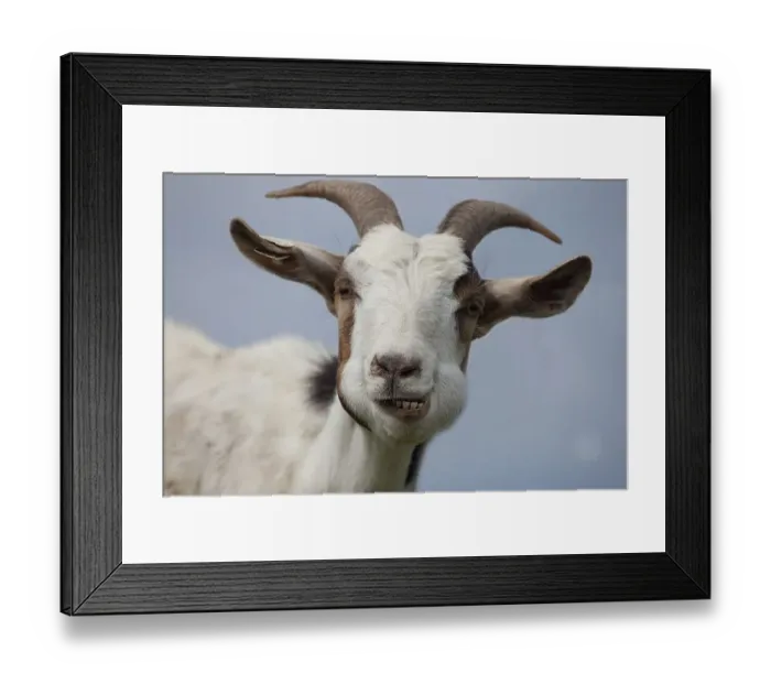 Framed Print : Domestic goat (Capra aegagrus hircus), portrait
