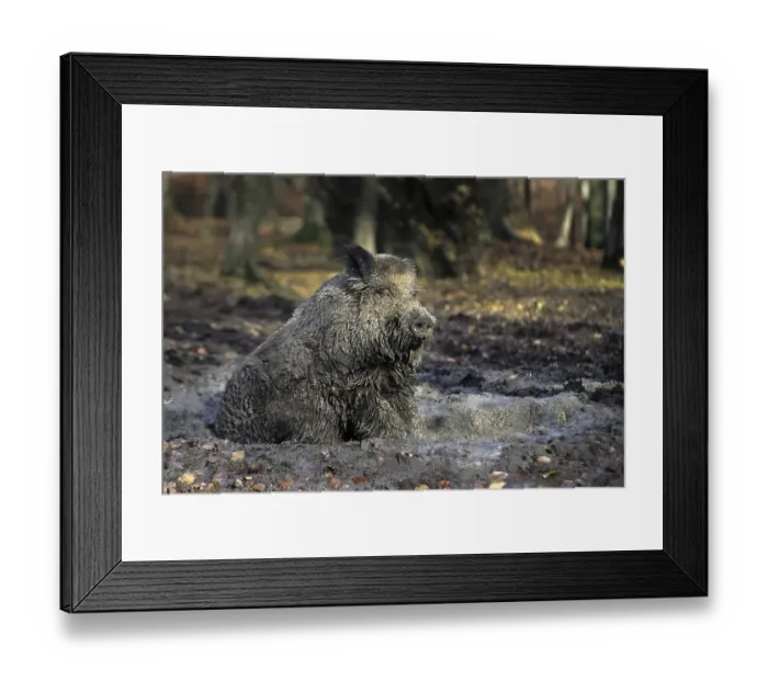 Framed Print : Wild boar (Sus scrofa) covered in mud taking a mudbath in quagmire