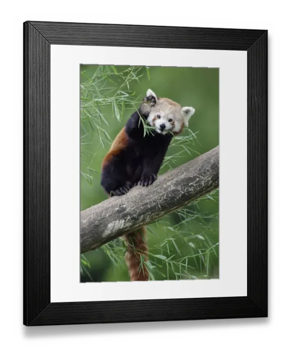 Framed Print : Red panda (Ailurus fulgens), cat bear Framed Print : Red panda (Ailurus fulgens), cat bear