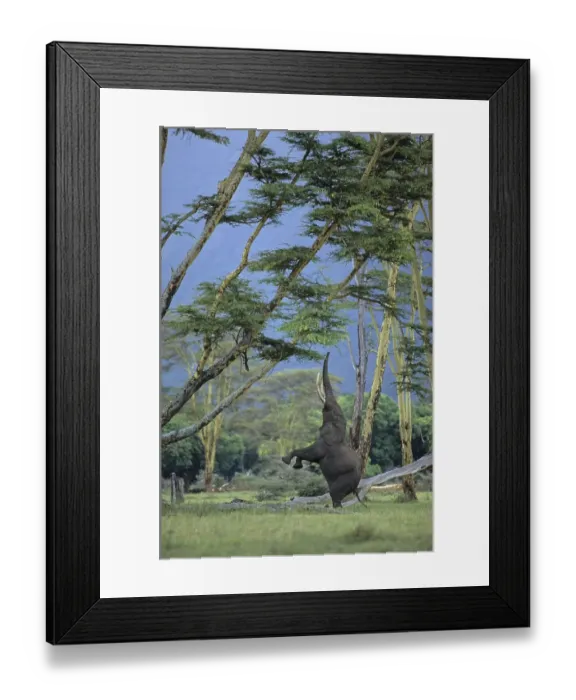 Framed Print : African Bush Elephant (Loxodonta africana) feeding on an acacia tree