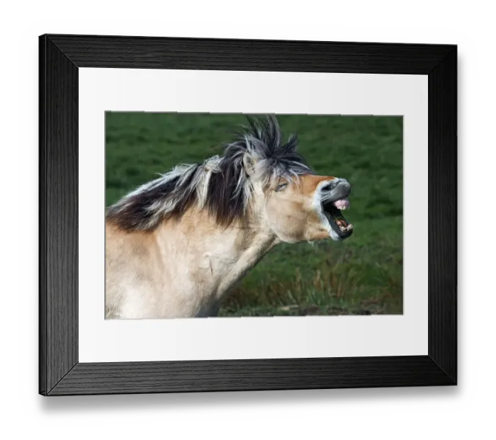 Framed Print : Norwegian Fjord Horse (Equus islandicus), stallion