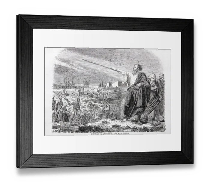Framed Print : Die Heuschreckenplage, Historische Illustration in einer alten Prachtbibel