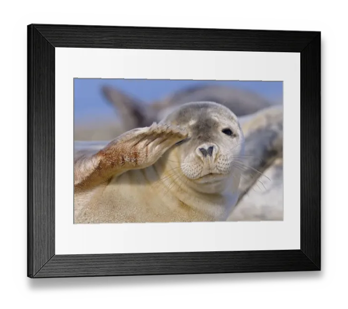 Framed Print : Common seal, Helgoland dune, Schleswig-Holstein