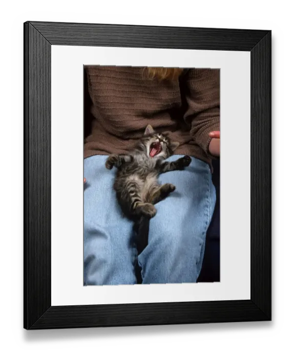 Framed Print : Norwegian Forest Cat, kitten, 6 weeks