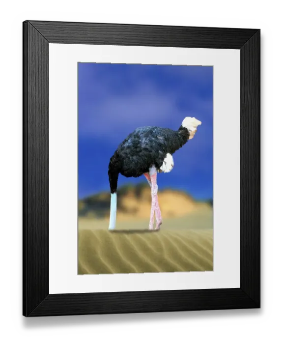 Framed Print : Ostrich with head in the sand, common ostrich (Struthio camelus) sticks head in the sand