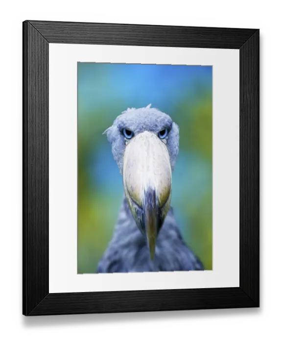 Framed Print : Shoebill (Baleaniceps rex), Whale-headed Stork